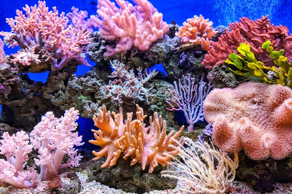 A vibrant coral reef teeming with symbiotic life