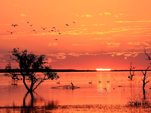 A flock of migrating birds over wetlands
